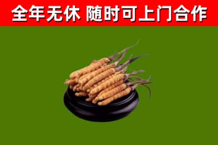 襄城区回收散虫草